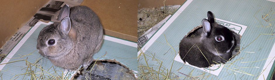 Our bunny, Thumper sitting on a cardboard box, and Flower peeking through a hole in the bottom Our bunny, Thumper sitting on a cardboard box, and Flower peeking through a hole in the bottom
