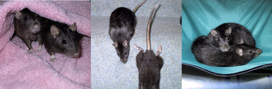 Our beautiful rats, Pipsie & Chockie Our beautiful rats, Pipsie & Chockie