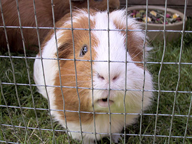 Our guinea pig, Clipper