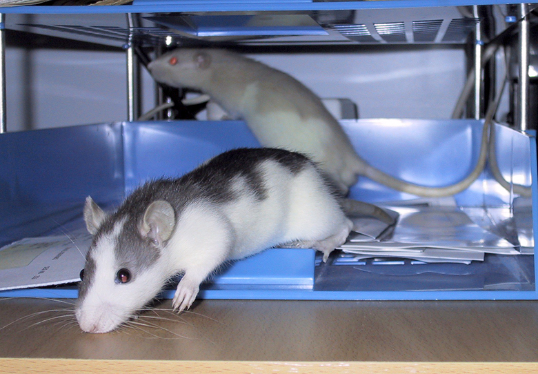Tow baby rats exploring a blue plastic filing tray Our cheeky babies out and about