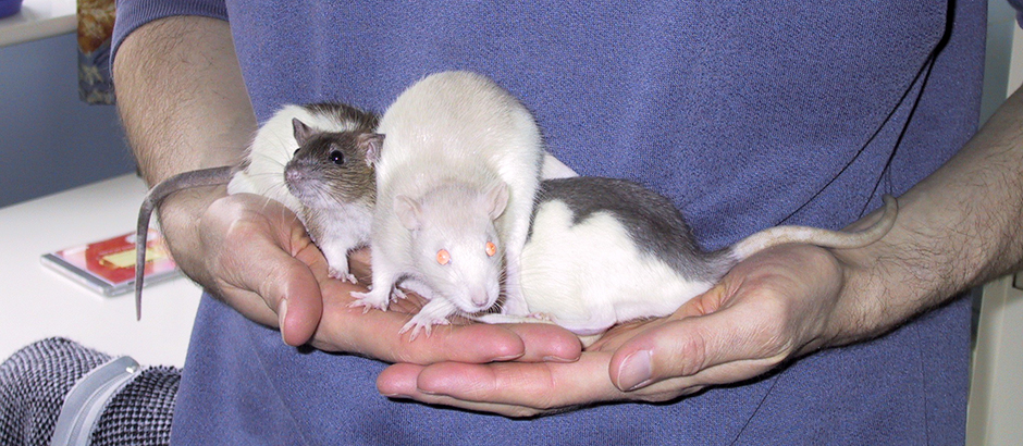 Our three rats sitting in Derek's hands