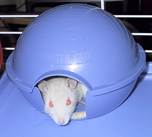 Our baby rat, Biscuit hiding in a hamster igloo Grumpy Biscuit