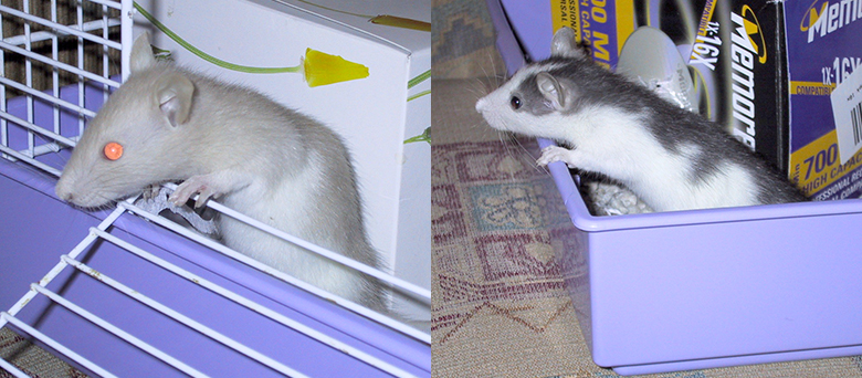 Our baby rats, Biscuit and Badger looking out of their cage Biscuit & Badger