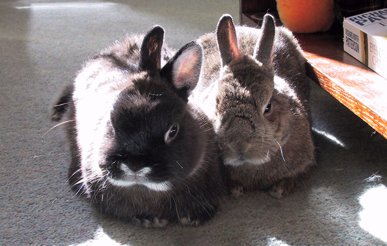 Our house bunnies, Flower and Thumper enjoying the sunshine Our house bunnies, Flower and Thumper enjoying the sunshine