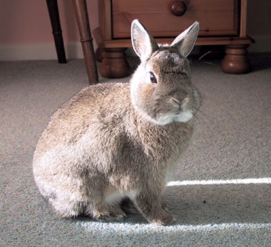 Our dwarf bunny, Thumper 