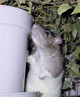Our little rat, Willow, checking out a potted ivy plant