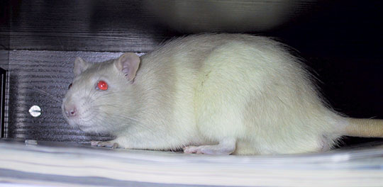 Our rat, Biscuit hiding in a dark corner Our rat, Biscuit hiding in a dark corner