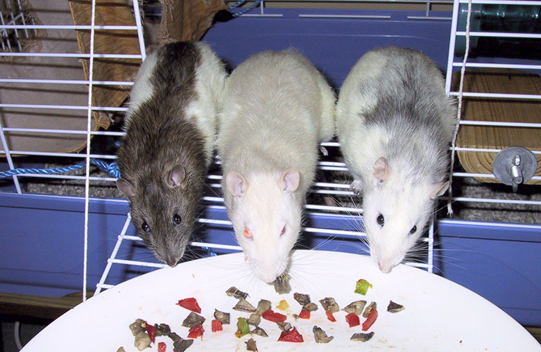 My three rats enjoying some of our dinner Willow, Biscuit & Badger enjoying some dinner