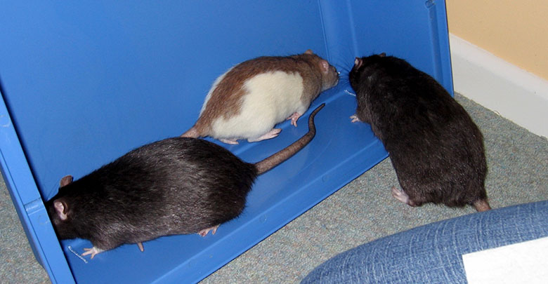 Bourbon (right) with his brother, Cookie and Clover