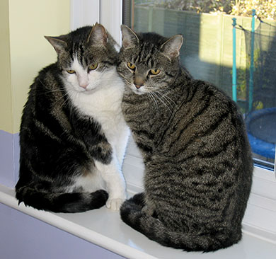 Our cats, Custard and Treacle sitting on a windowsill