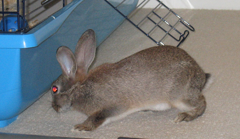 Baby bunny, Fern exploring her new home Fern out and about