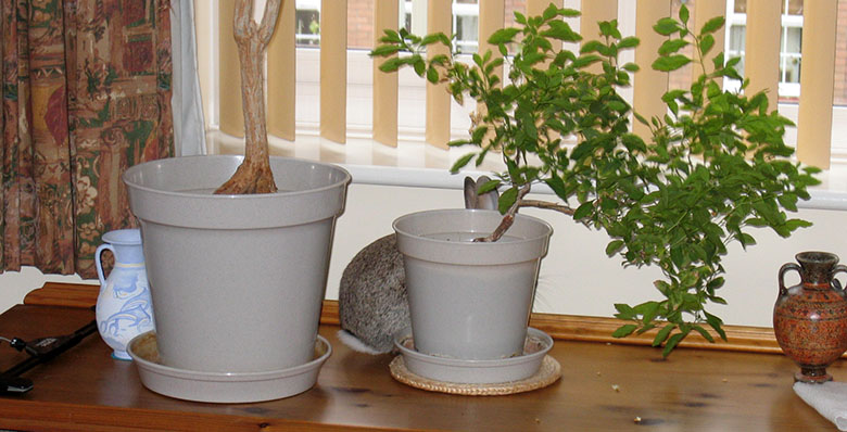 A naughty bunny hiding behind a plant pot Spot the rabbit