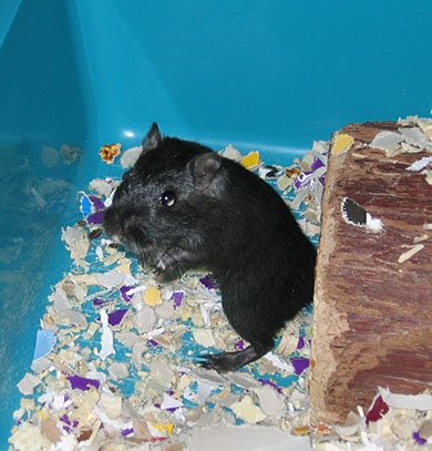 Our gerbil, Berry standing up looking round