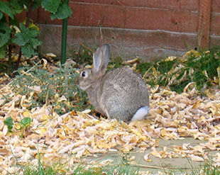 Our bunny, Fern outside eating the garden 'Oh yummy'