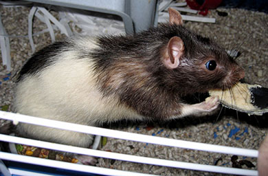 Our poorly rat, Rummy tucking into some baby food Sweet little Rummy enjoying his baby food
