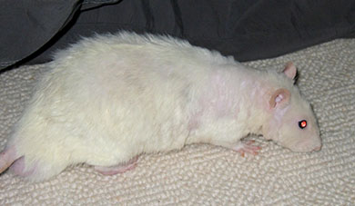 Our sweet rat, Minty our for a stroll Minty