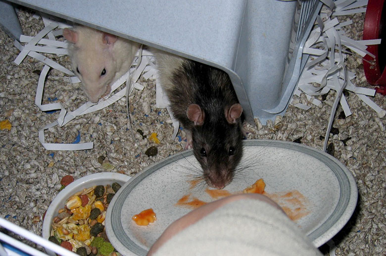 Our rats, Minty and Rummy enjoying a treat Minty & Rummy enjoying some human food