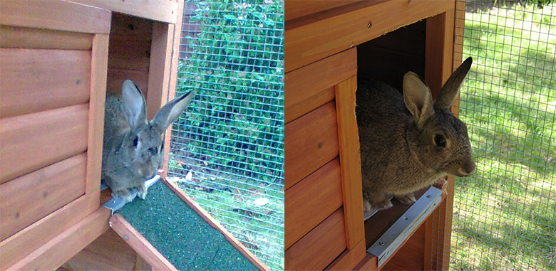 Our bunny Fern in her bunny cottage, before and after she removed the ramp Fern's handiwork: with her ramp and without