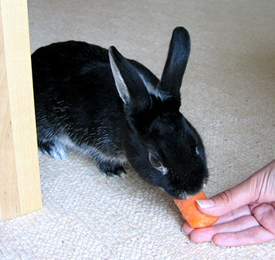 Dwarf bunny, Fawn enjoying a carrot