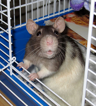 Our sweet little rat, Petal