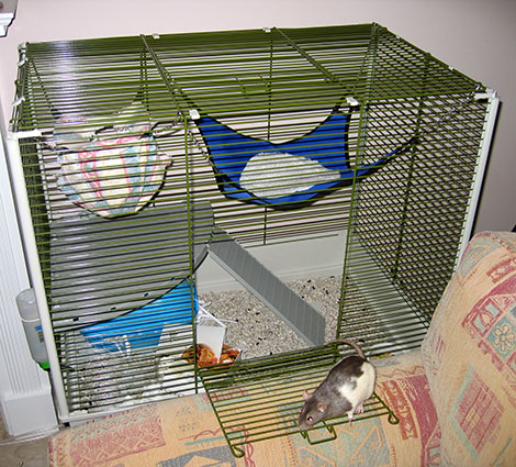 post_0901Petal showing off her new Ferplast Furet cage