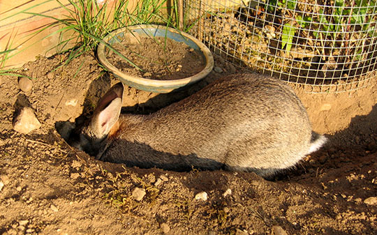 Our bunny Fern digging a tunnel "Go away I'm busy'