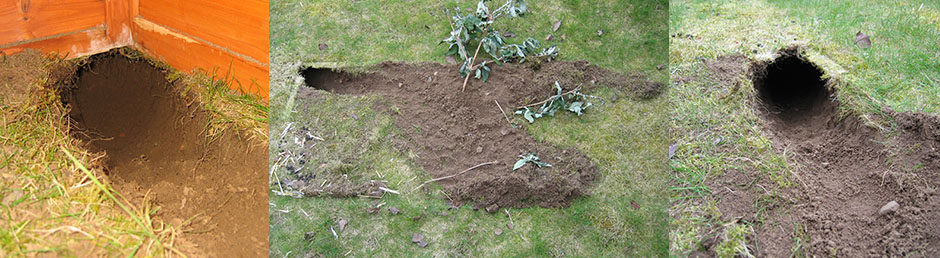 The mess Fern made digging in her bunny run The devastation caused by one sweet little bunny