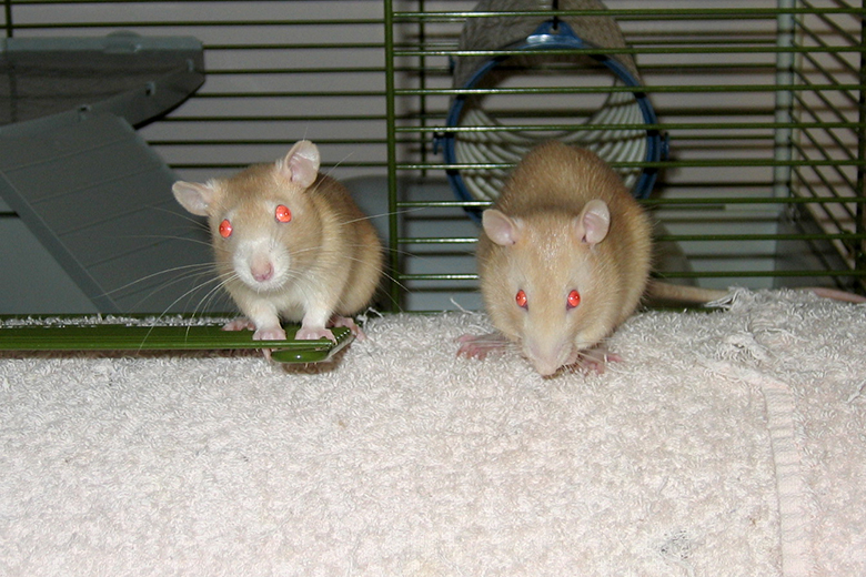 Pets Rats Daisy, Peach & Apricot Derek and Lindsay