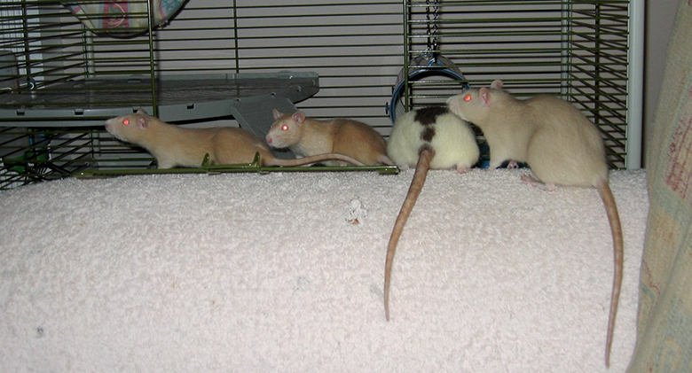 Four little rats out playing together