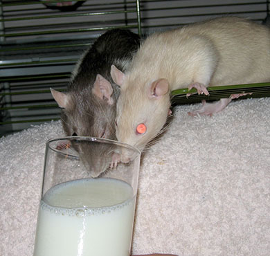 Petal and Daisy enjoying a glass of milk