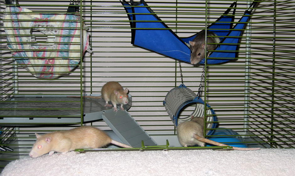 Our four rats checking out their home