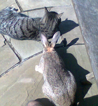 Our bunny Ferm sneaking up on Treacle the cat Behind you!!
