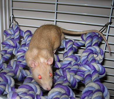 Our little rat, Bramble on his cargo net