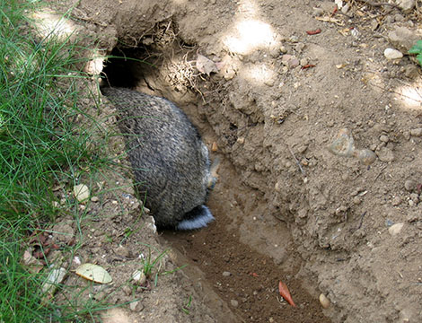 Our bunny, Fern busy digging her tunnel Fern hard at work