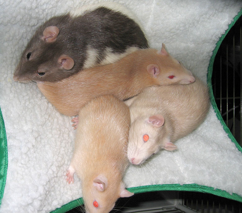 Our four rats snuggled in their hammock together