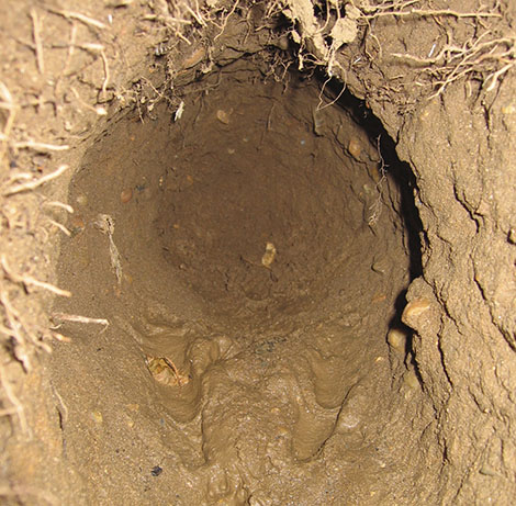 Looking down a soggy bunny tunnel Look for Fern's footprints