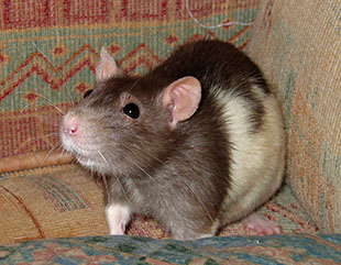 Our little rat, Petal, exploring the sofa