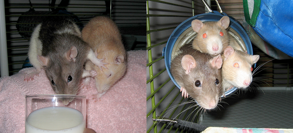 Our little rat Petal enjoying her rattie family