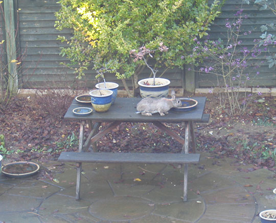 Our bunny Fern on top of a picnic table Fern the explorer