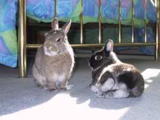 Thumper and Flower enjoying some sunshine Thumper and Flower enjoying some sunshine