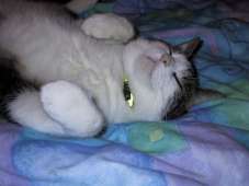 Custard rolling around on our bed Custard
