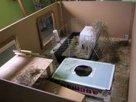 Our indoor bunny home Flower & Thumper's indoor bunny home