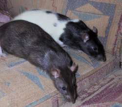 Mole and Otter on the sofa Mole & Otter