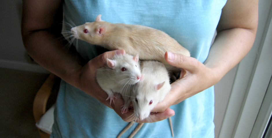 My three new rattie brothers proving to be a handful Apple, Lime and Bramble on top