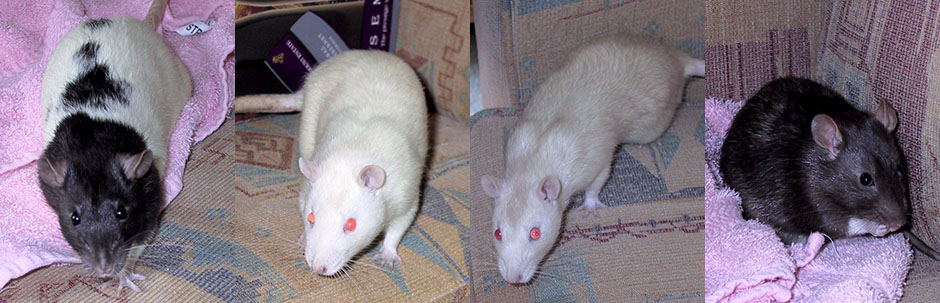 My rats, Mole, Mouse, Ferret & Otter Mole, Mouse, Ferret & Otter