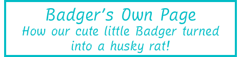 Badger's Own Page - How our cute little Badger turned into a husky rat!