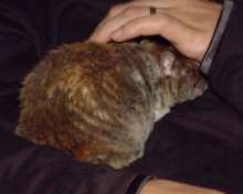Crumble having a cuddle with Lindsay Crumble