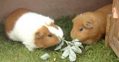 Clipper & Coco eating some plants Clipper & Coco