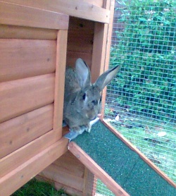Fern looking out her bunny cottage