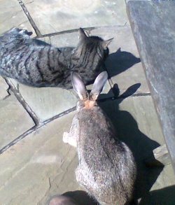 Fern & Treacle